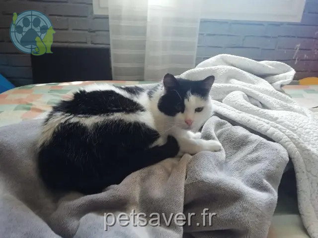 gatto reunited 44115 Basse-Goulaine Fripon