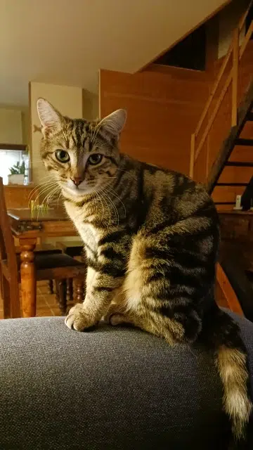 chat reunited   44350 Guérande Gento