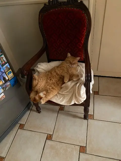 chat reunited   44500 La Baule-Escoublac Guinness
