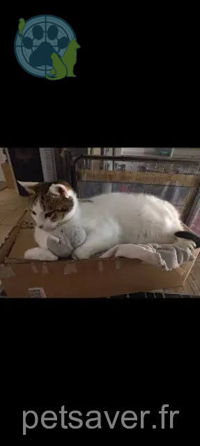 chat reunited 44410 Herbignac Happy