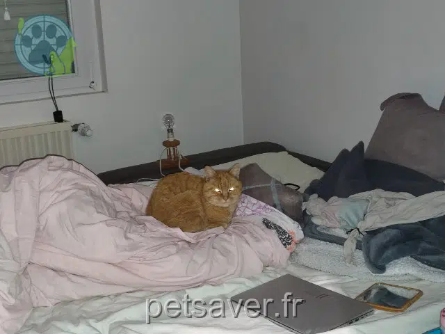 chat reunited   44640 Le Pellerin Harry