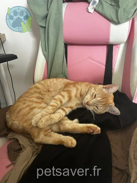 Kater reunited 44220 Couëron Issa