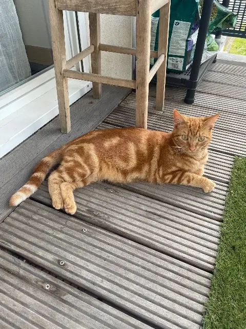 chat reunited   44240 La Chapelle-sur-Erdre Joey