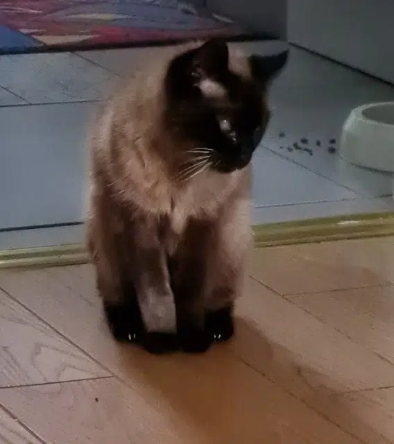 chat reunited   44120 Vertou Jules