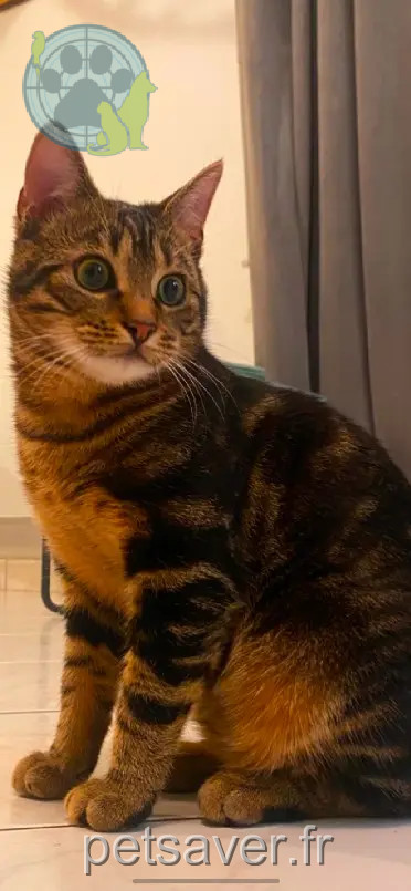 Chat Perdu 44 Loire-Atlantique - Kamalo Chat Perdu 44 Loire-Atlantique - Kamalo
