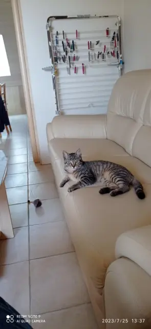 chat reunited   44350 Guérande Kiwi