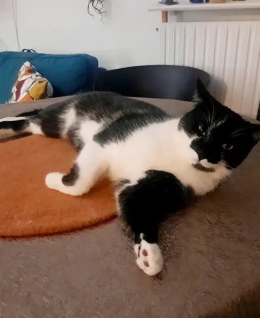 chat reunited   44800 Saint-Herblain Lechat
