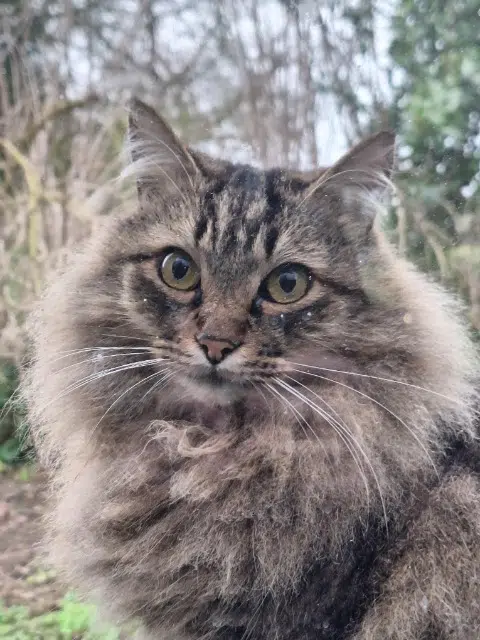 chat reunited   44290 Conquereuil Leon