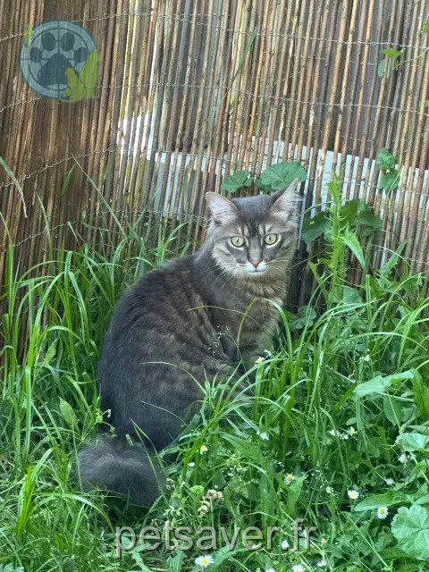 Kater reunited 44800 Saint-Herblain Locki