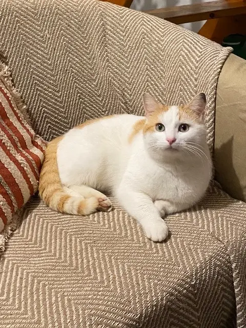 chat reunited   44270 Machecoul-Saint-Même Moumouche