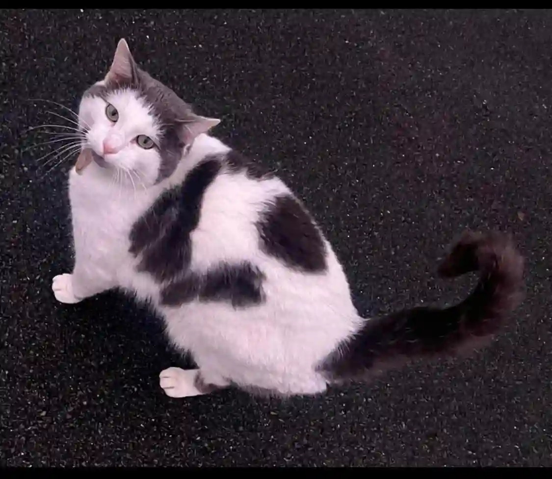 Chat Perdu 44 Loire-Atlantique Machecoul-Saint-Même - Roméo Chat Perdu 44 Loire-Atlantique Machecoul-Saint-Même - Roméo