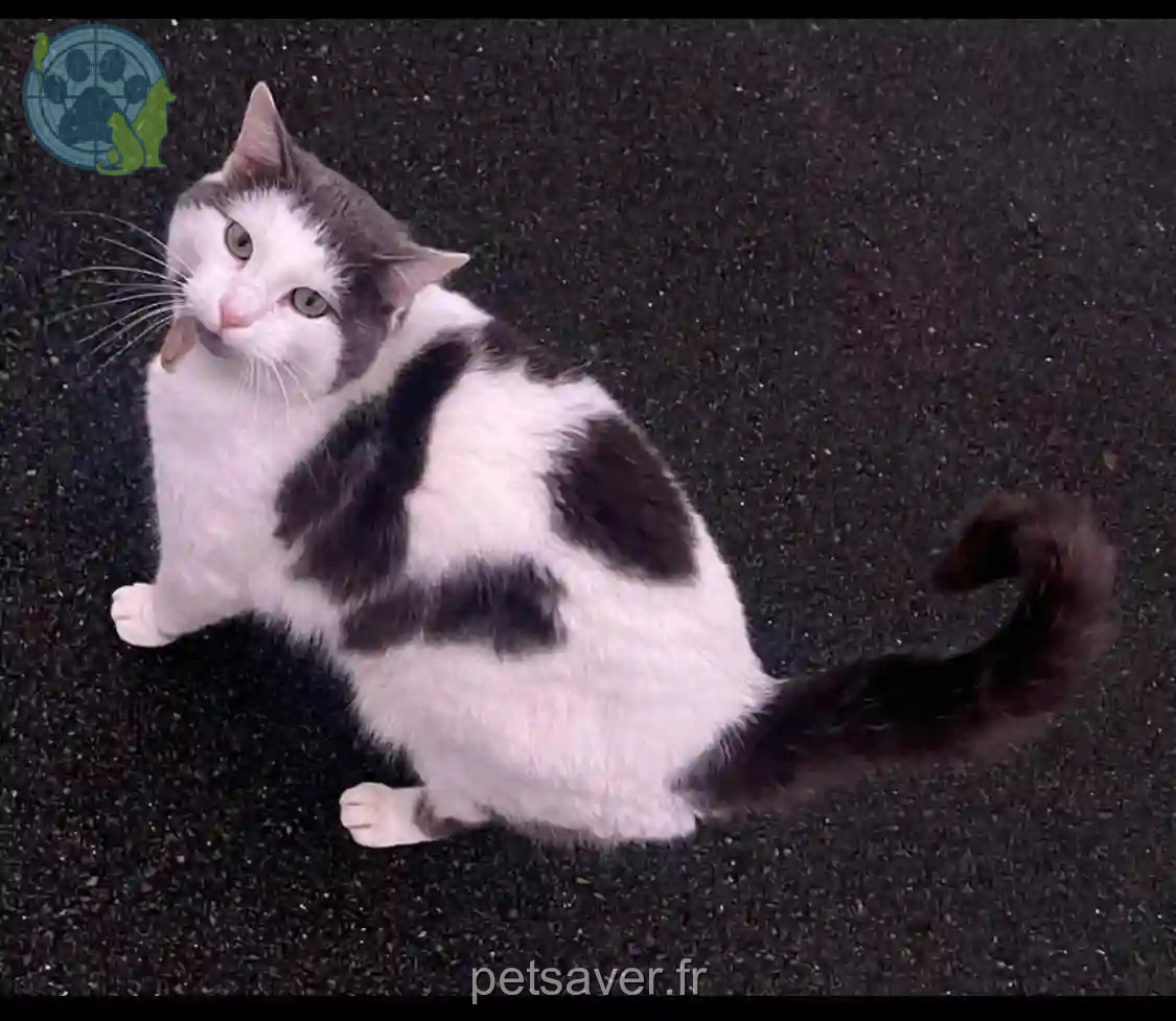 Chat Perdu 44 Loire-Atlantique Machecoul-Saint-Même - Roméo Chat Perdu 44 Loire-Atlantique Machecoul-Saint-Même - Roméo