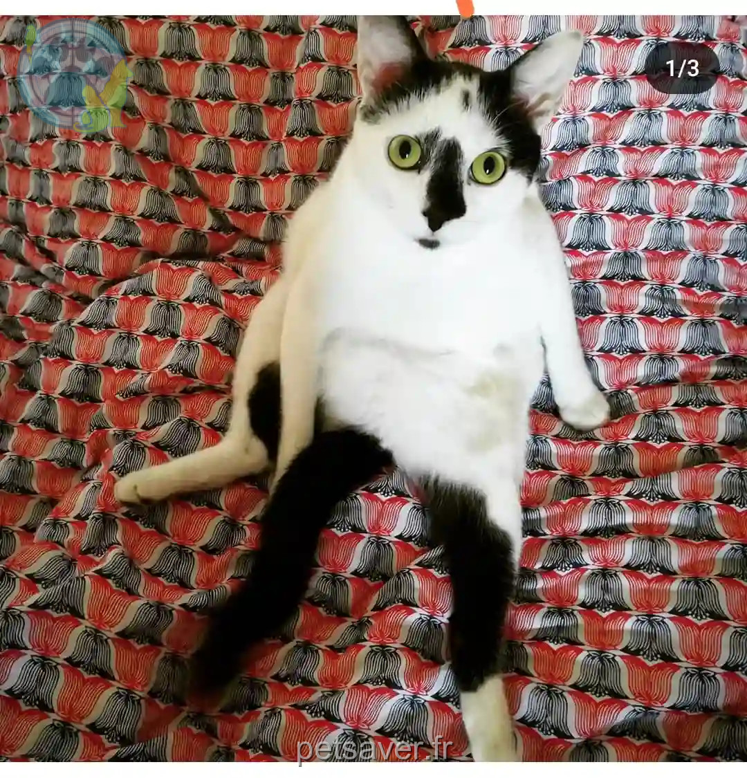 Chat Perdu 44 Loire-Atlantique - Marcel Chat Perdu 44 Loire-Atlantique - Marcel