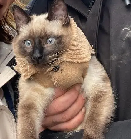 chat reunited   44360 Vigneux-de-Bretagne Milo