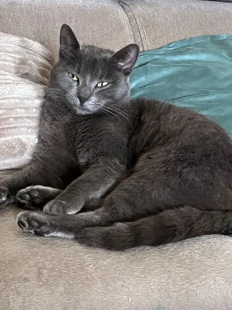 chat reunited   44210 Pornic Milo