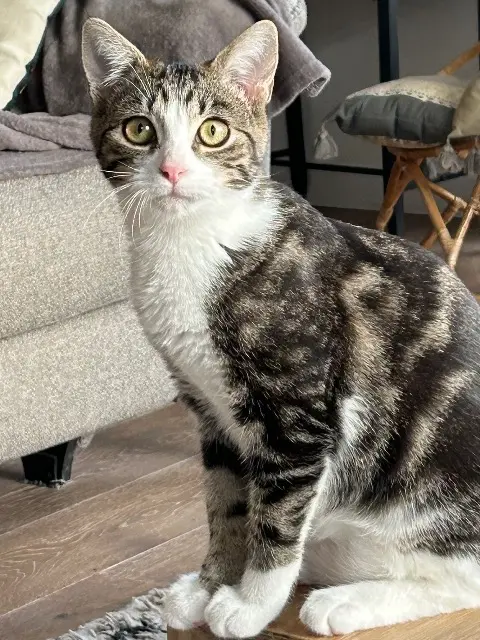 chat reunited   44140 Geneston Moka