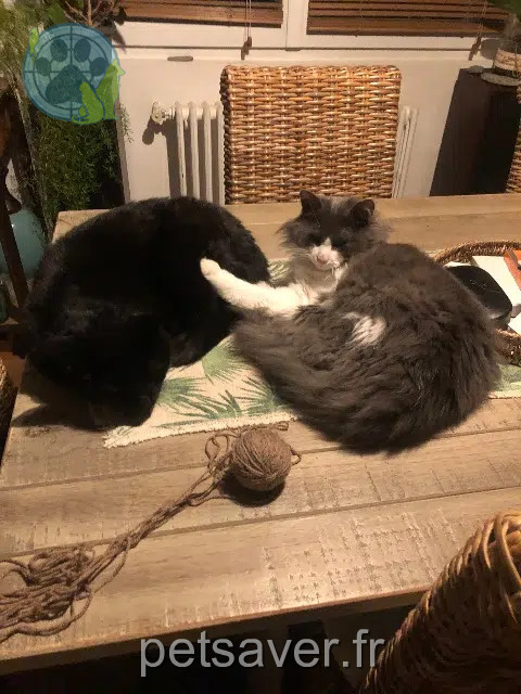 chat reunited   44400 Rezé Moon