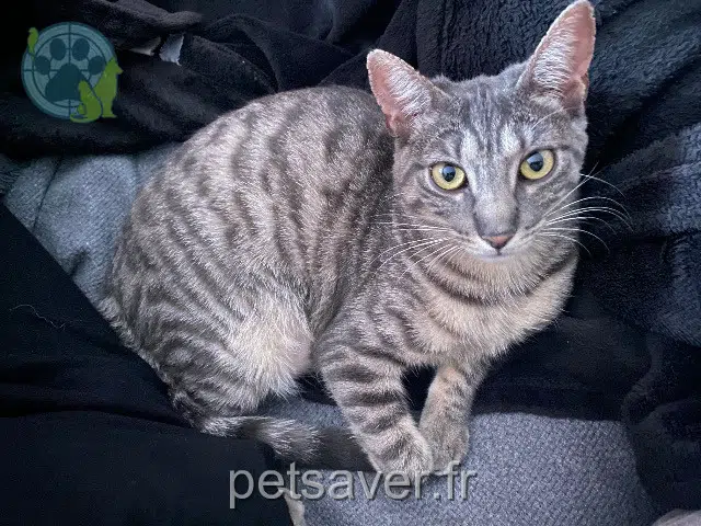 chat reunited    Nantes Altea