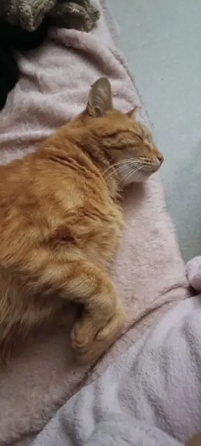 chat reunited    Nantes Chucky