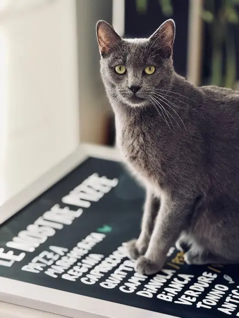 chat reunited    Nantes Dizzy