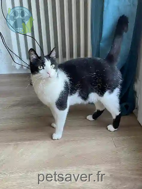 Chat Perdu 44 Loire-Atlantique Nantes - Filaos Chat Perdu 44 Loire-Atlantique Nantes - Filaos