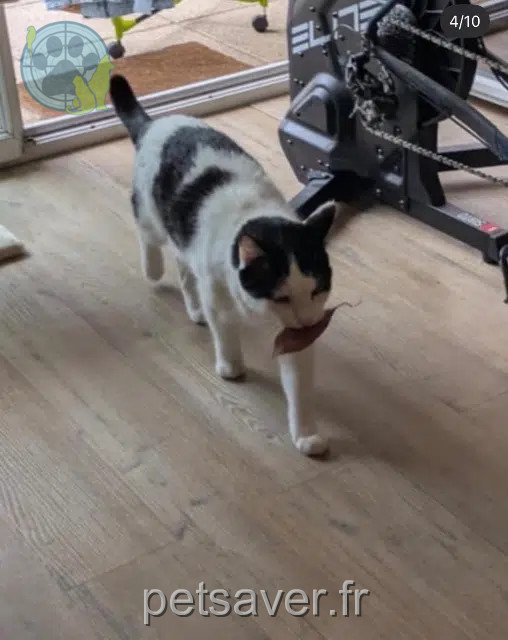 chat reunited    Nantes Ipy