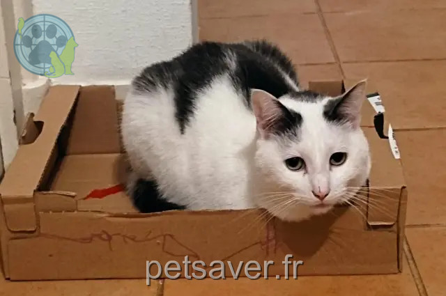 chat reunited Nantes Jack