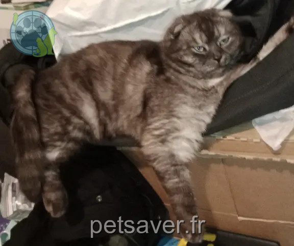 Chat Perdu 44 Loire-Atlantique Nantes - Jojo-pépère Chat Perdu 44 Loire-Atlantique Nantes - Jojo-pépère