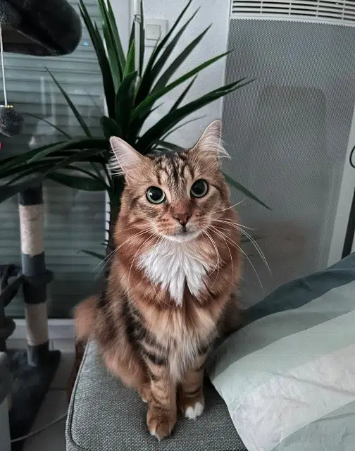 chat reunited    Nantes Juice