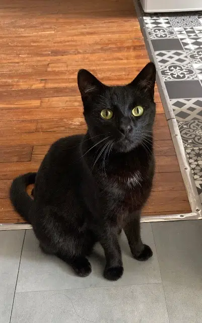 chat reunited    Nantes Krokmou