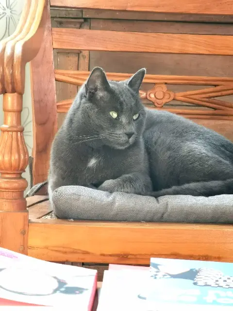 chat reunited    Nantes Lao