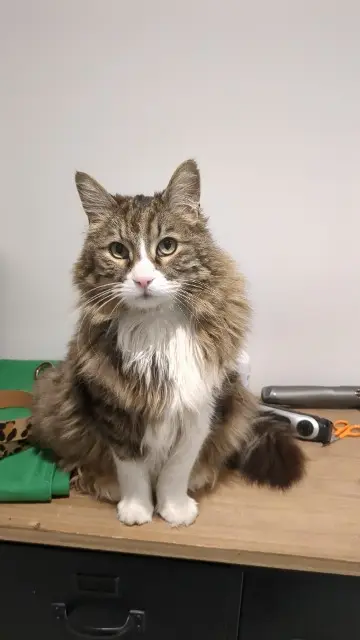 chat reunited    Nantes Leonard