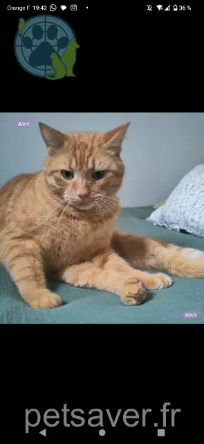 gatto reunited Nantes Loulou