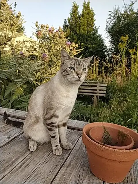 chat reunited    Nantes Lune
