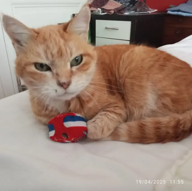 chat reunited    Nantes Minou