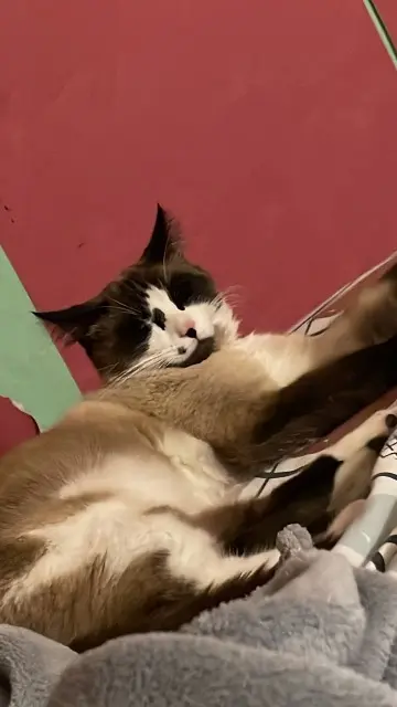 chat reunited    Nantes Nounours