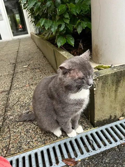 chat reunited    Nantes Papi chat / mimi lou