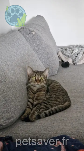 chat reunited Nantes Pito