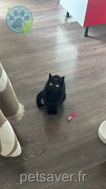 chat reunited    Nantes Rocket