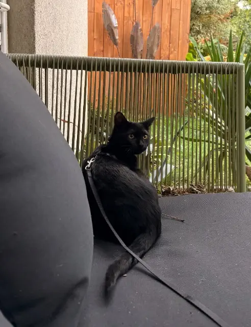 chat reunited    Nantes Roméo