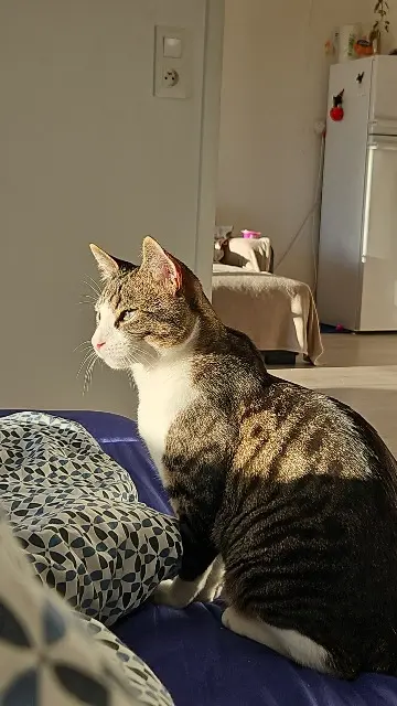 cat reunited    Nantes Sirius