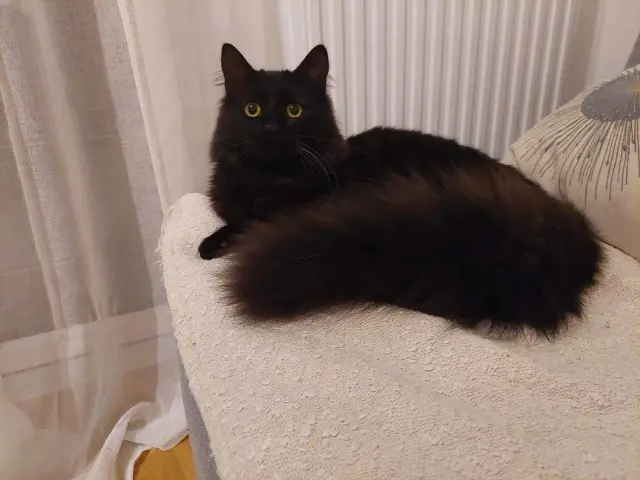 chat reunited    Nantes Thor