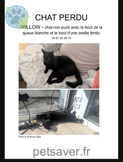 chat reunited    Nantes Willow