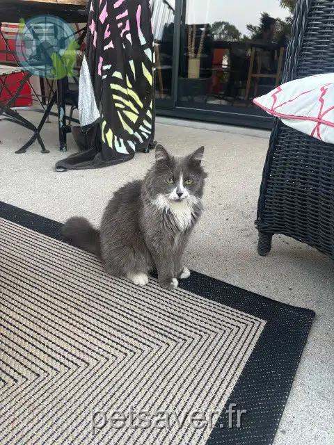 chat reunited Nantes Zaaki