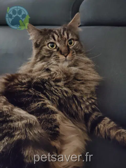 chat reunited   44320 Saint-Viaud Nino