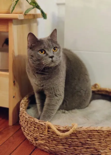 chat reunited   44450 Saint-Julien-de-Concelles Obi