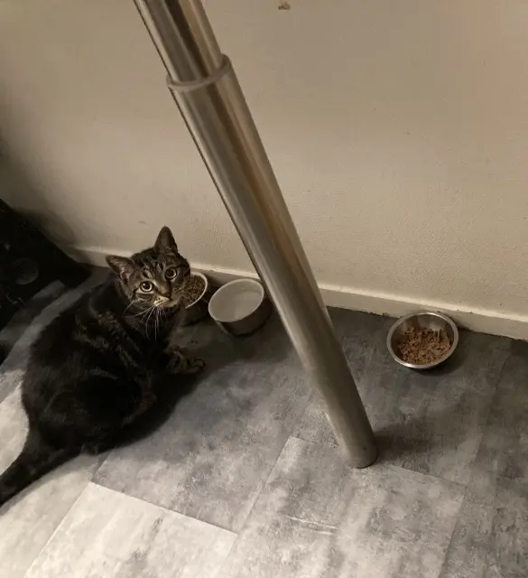 chat reunited   44410 Herbignac Paco