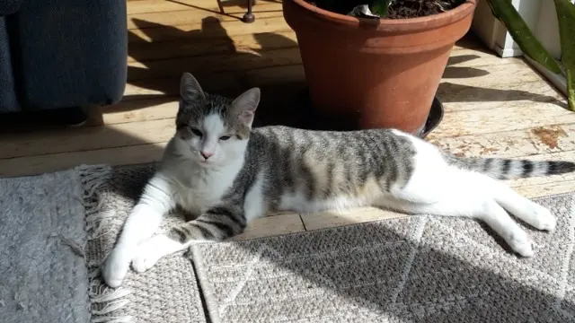 chat reunited   44340 Bouguenais Pako