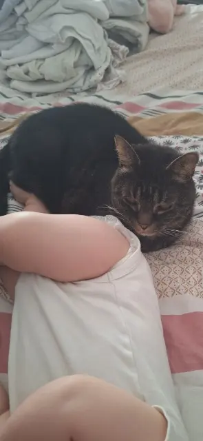 chat reunited   44310 Saint-Colomban Patou