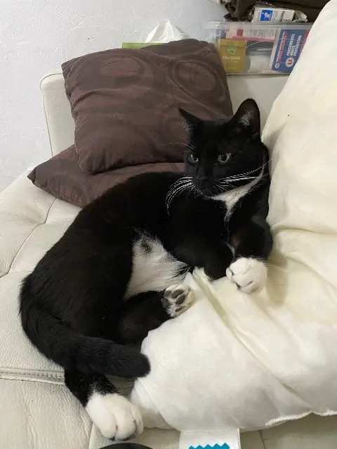 chat reunited   44390 Petit-Mars Robin
